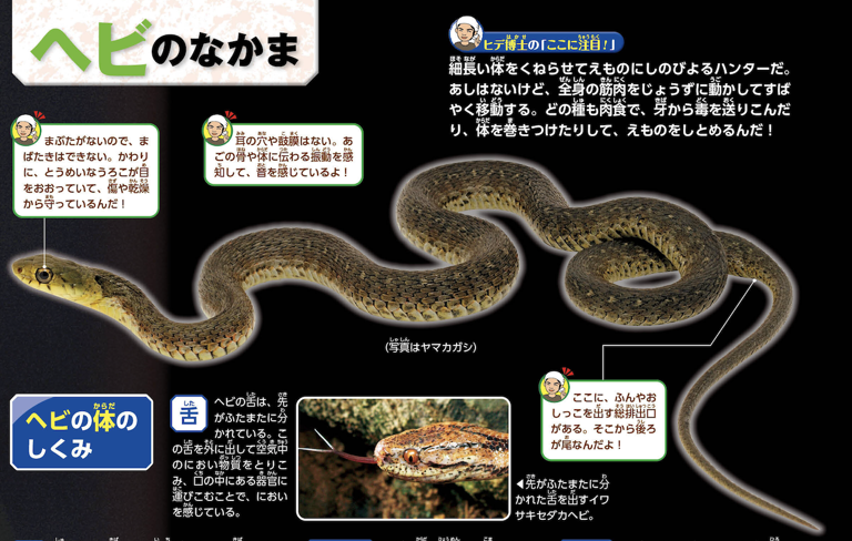 マングースとコブラの標本　巳年　へびどし　2025 令和7年 マングースとコブラの標本 巳年 へびどし 2025 令和7年 - メルカリ