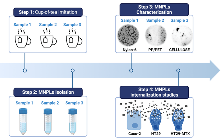 Graphical abstract of the study. (CREDIT: Chemosphere)