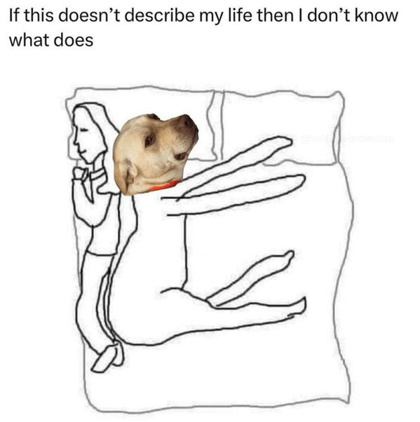 40 Funny Dog Memes That’ll Have You Howling With Laughter (January 1, 2025)