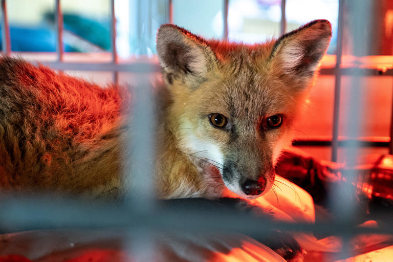 South Jersey’s red foxes are dying from mange. This man is here to save ...