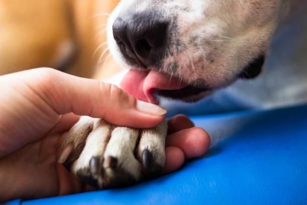 Por que os cães lambem? Descubra o significado por trás dos beijos caninos