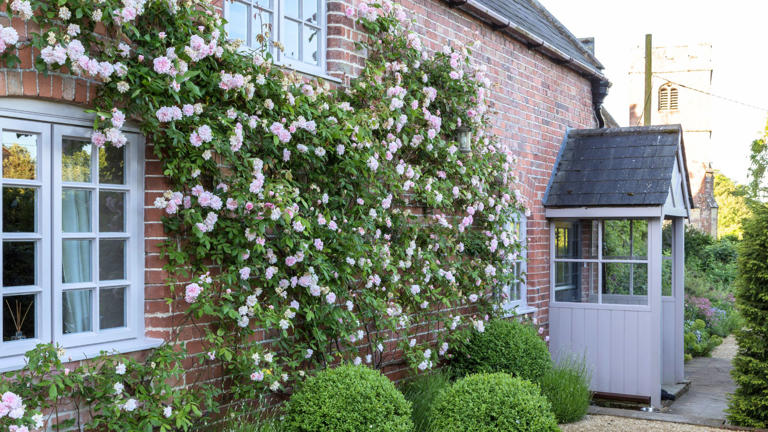 The best plants for a pergola: 5 thriving climbers chosen by