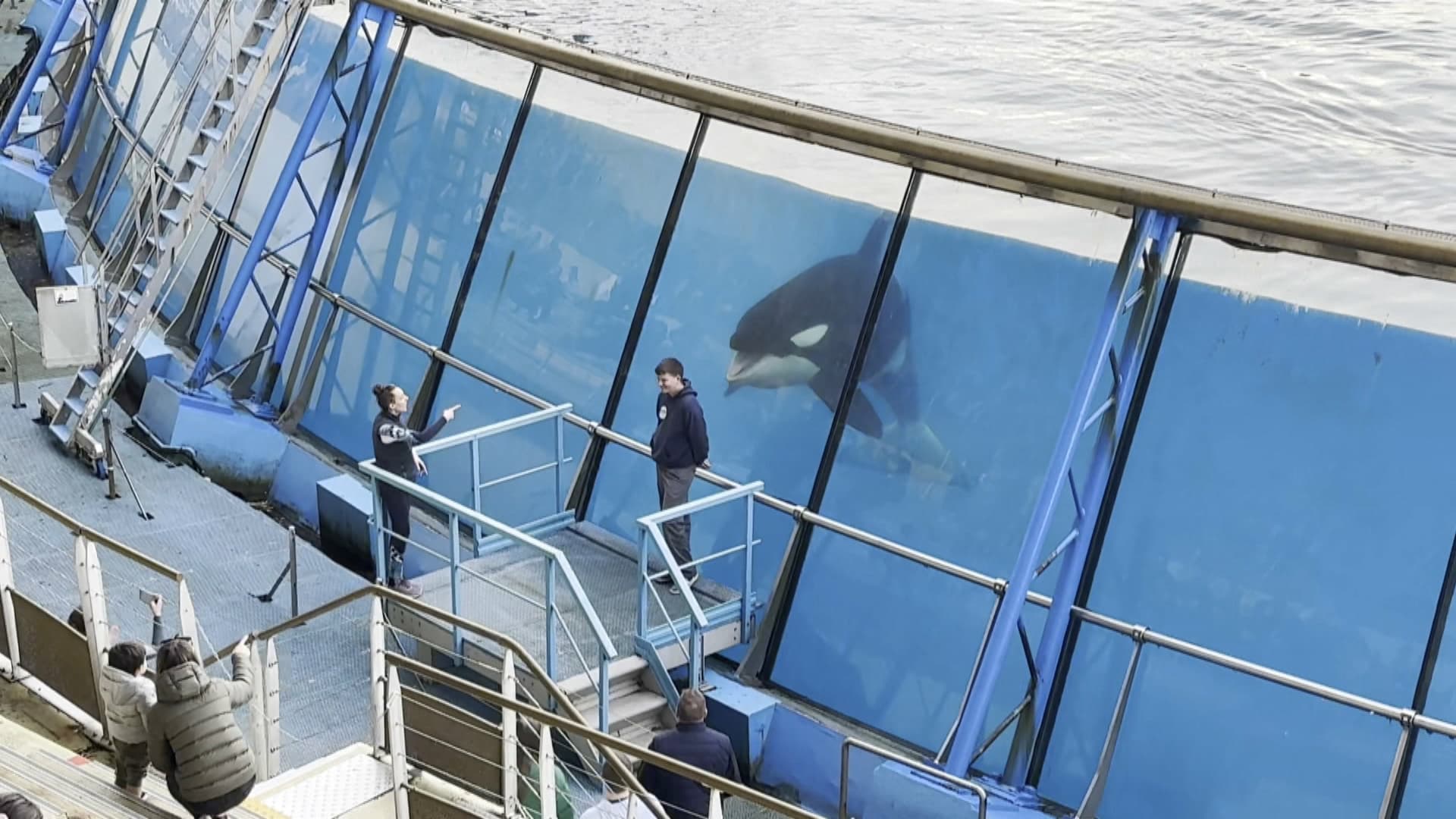 Les dauphins du Marineland d'Antibes iront au ZooParc de Beauval, le ...