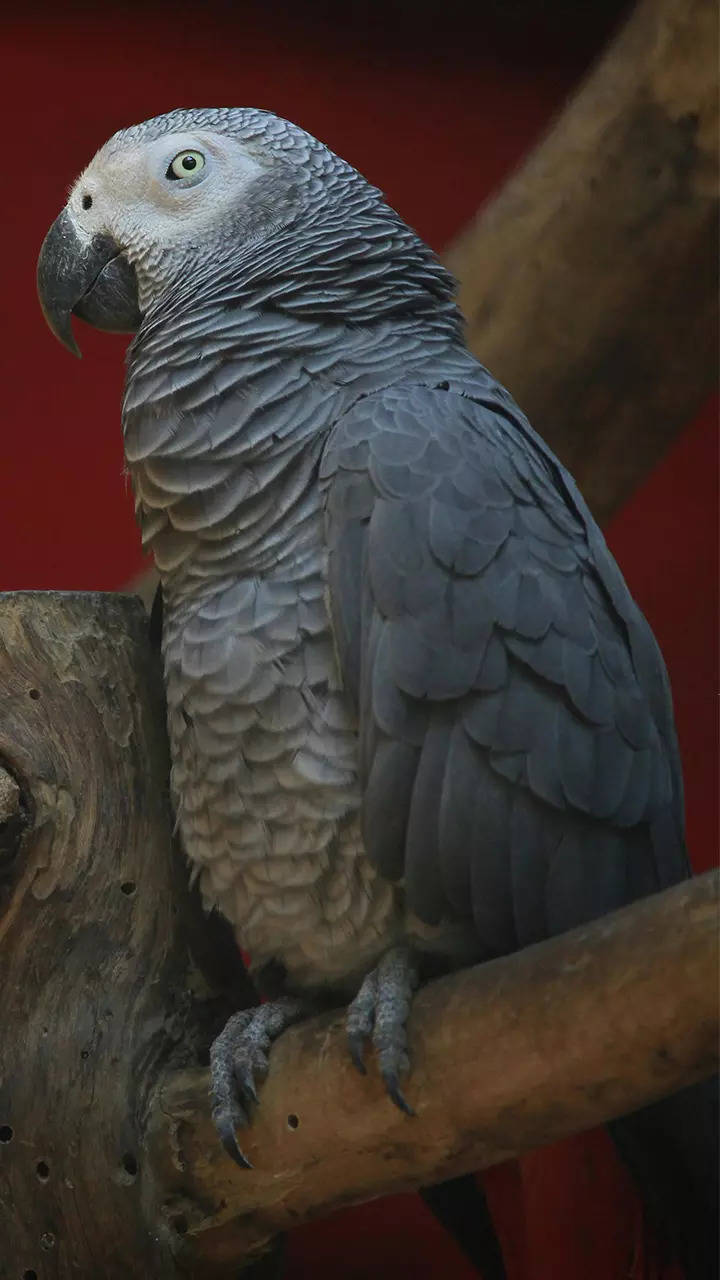 10 most intelligent birds worldwide