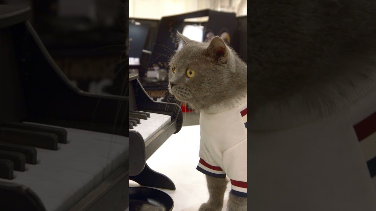 Cat Gives Live Piano Performance for Happy Crowd