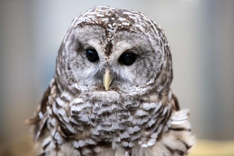 Winter Is The Best Time To See Michigan Owls Heres Where And When