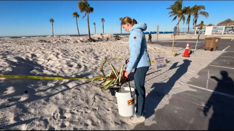 'Every little bit helps': Passion meets purpose to cleanup Madeira Beach