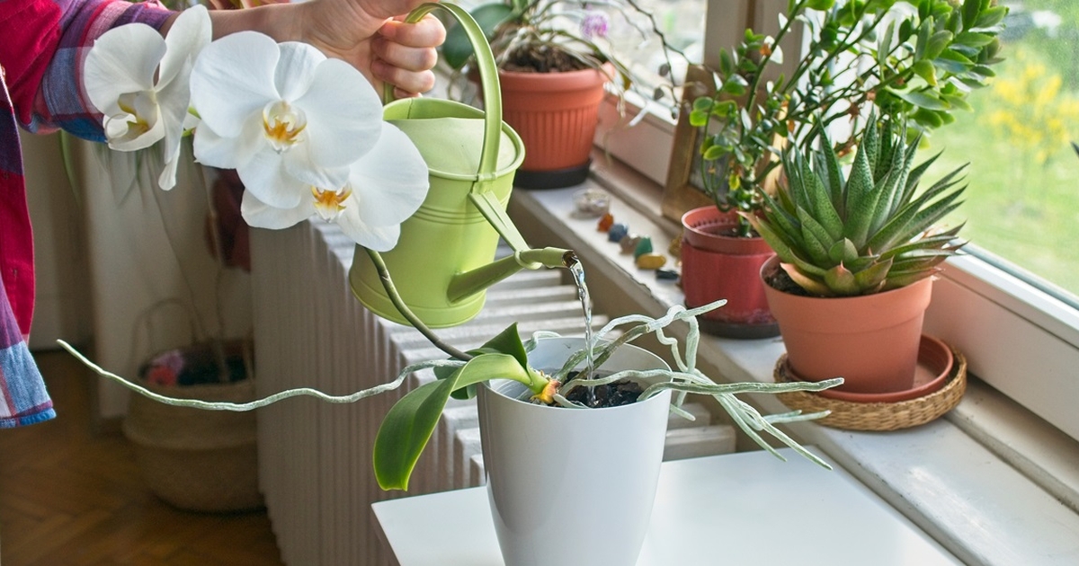 Orchideen mit Kaffee düngen Der einfache Trick für prachtvolle Pflanzen
