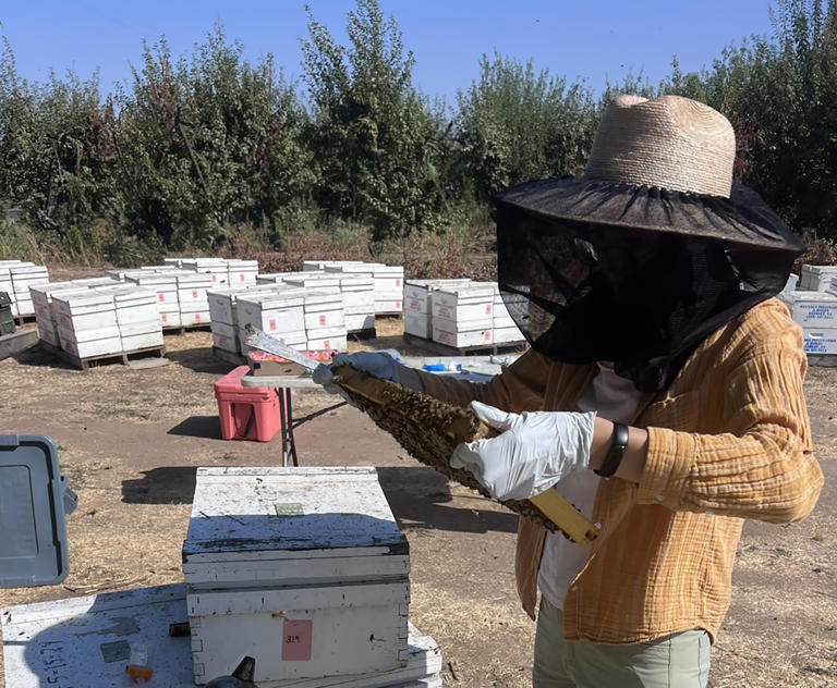 New Garden Coordinator Of Uc Davis Bee Haven Is A Beekeeper, Harpist 