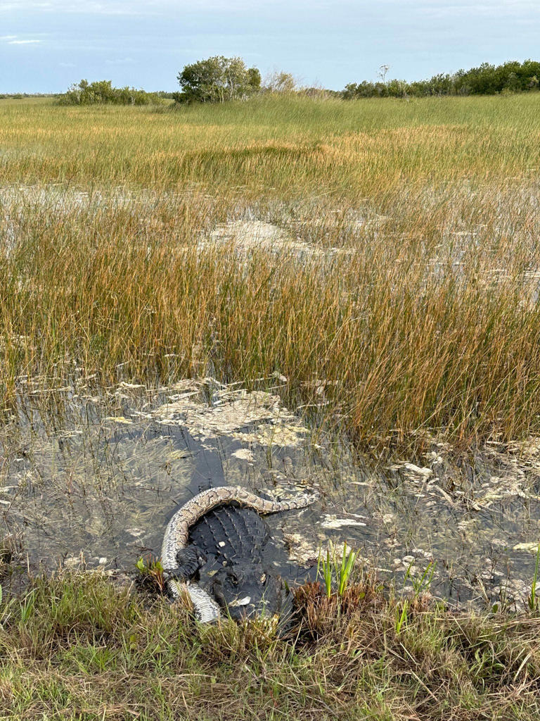 What eats Burmese pythons in Florida, Everglades? Do the invasive ...