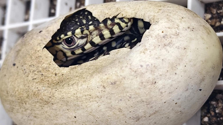 Los Angeles Zoo Makes History With Successful Breeding Of Rare Perentie 