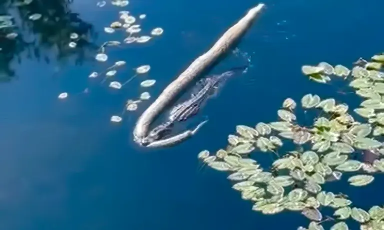 Massive 12-ft Alligator Named ‘Godzilla’ Parades Huge Invasive Python ...