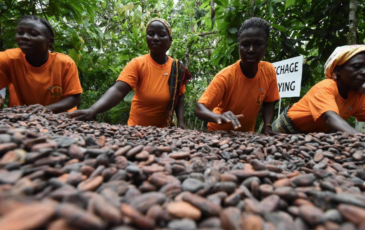Cocoa Prices Tripled in 2024. Climate Change May Keep Them High