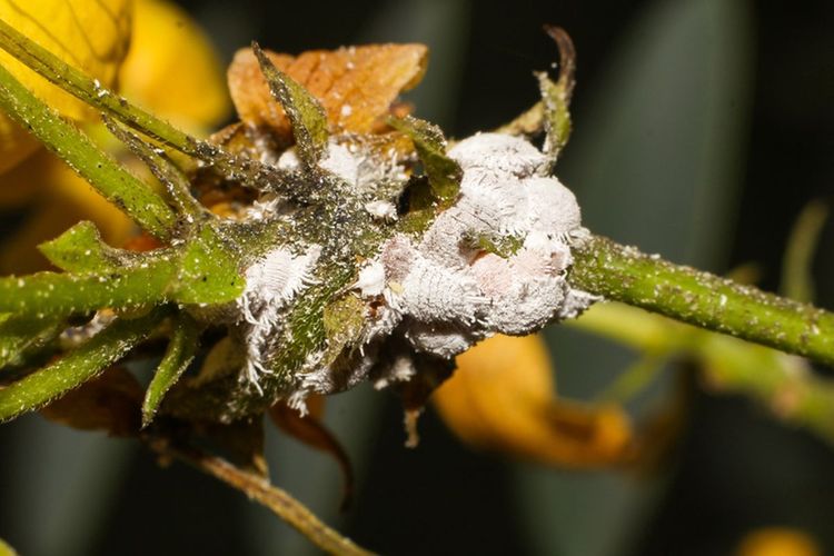 7 Hama Pengganggu Tanaman yang Berbahaya