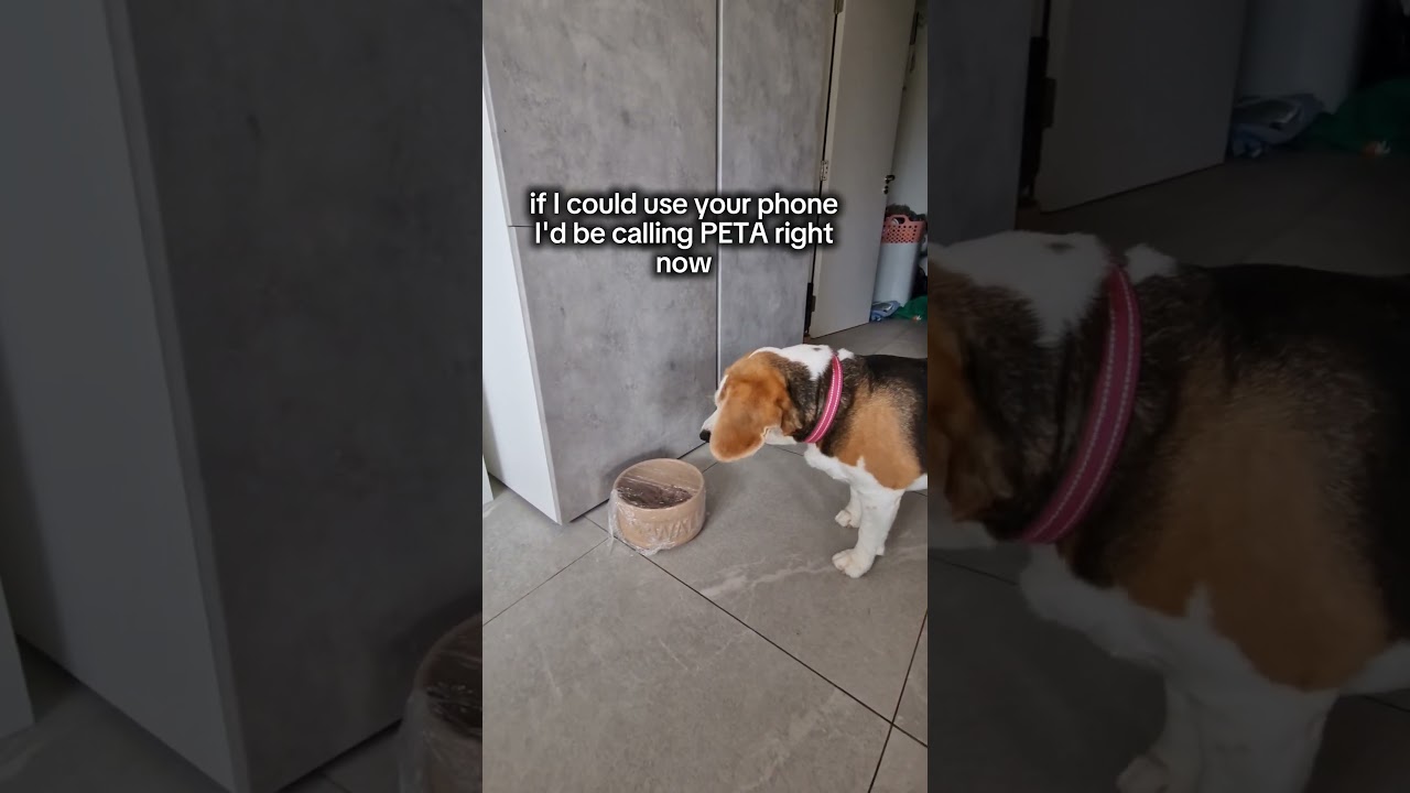 There are two types of beagle dogs