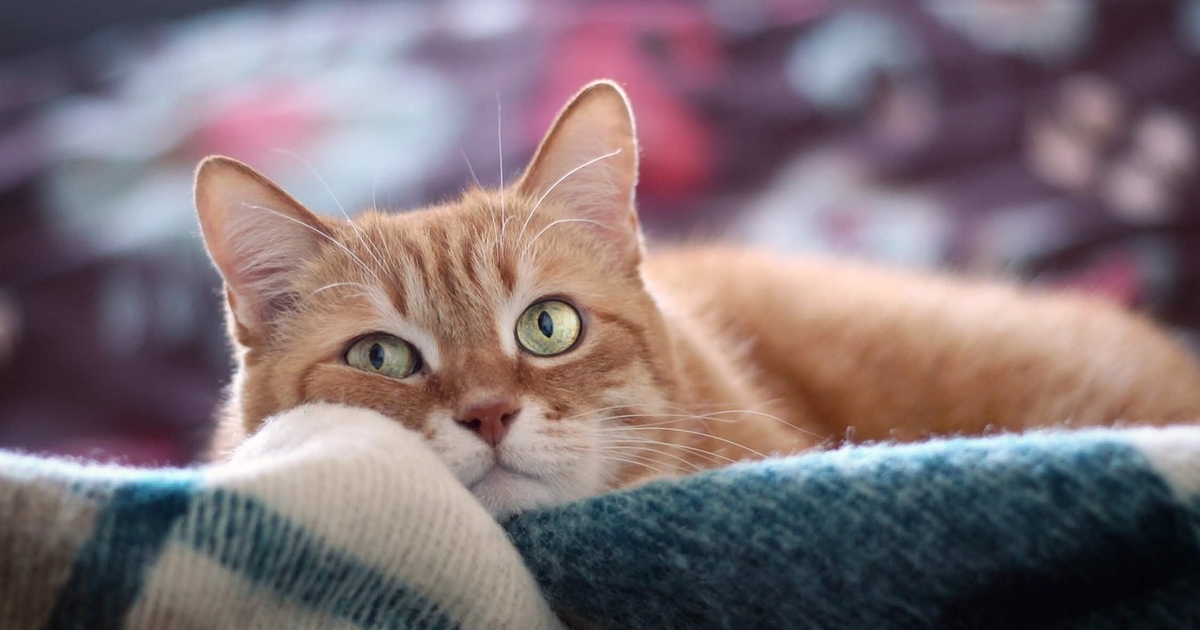 Darum beißen Katzen plötzlich beim Streicheln