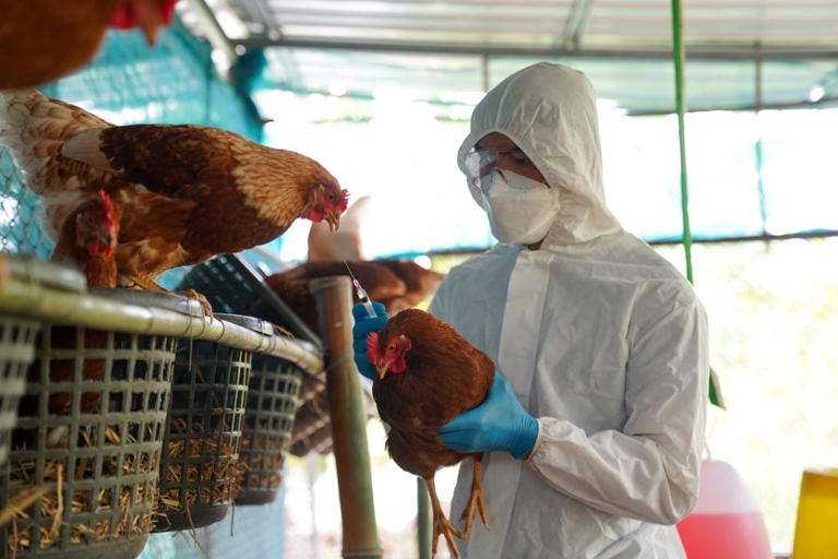 Primer caso severo de gripe aviar H5N1 en EE. UU.: Impacto y prevención