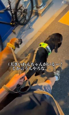 大型犬2匹を散歩していたら、通りかかった幼稚園児が…嘘のような『衝撃的な一言』が130万再生「犬じゃなくて草」「子供の着眼点w」と爆笑