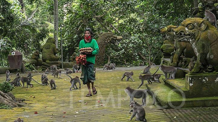 Destinasi Wisata Monkey Forest di Bali Memperketat Keamanan saat Musim Hujan