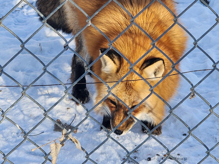 GALLERY: Winter at the Dakota Zoo