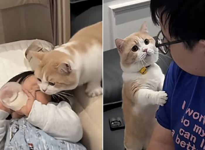 ロイヤルコペンハーゲン 猫にミルクをあげる少女 2025年最新】ロイヤル