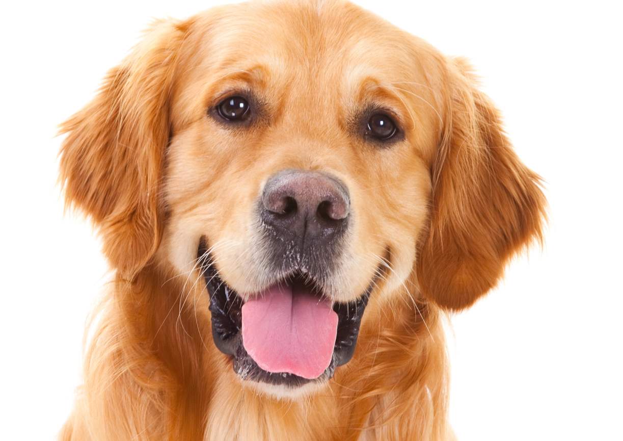 Las razas de perros más inteligentes