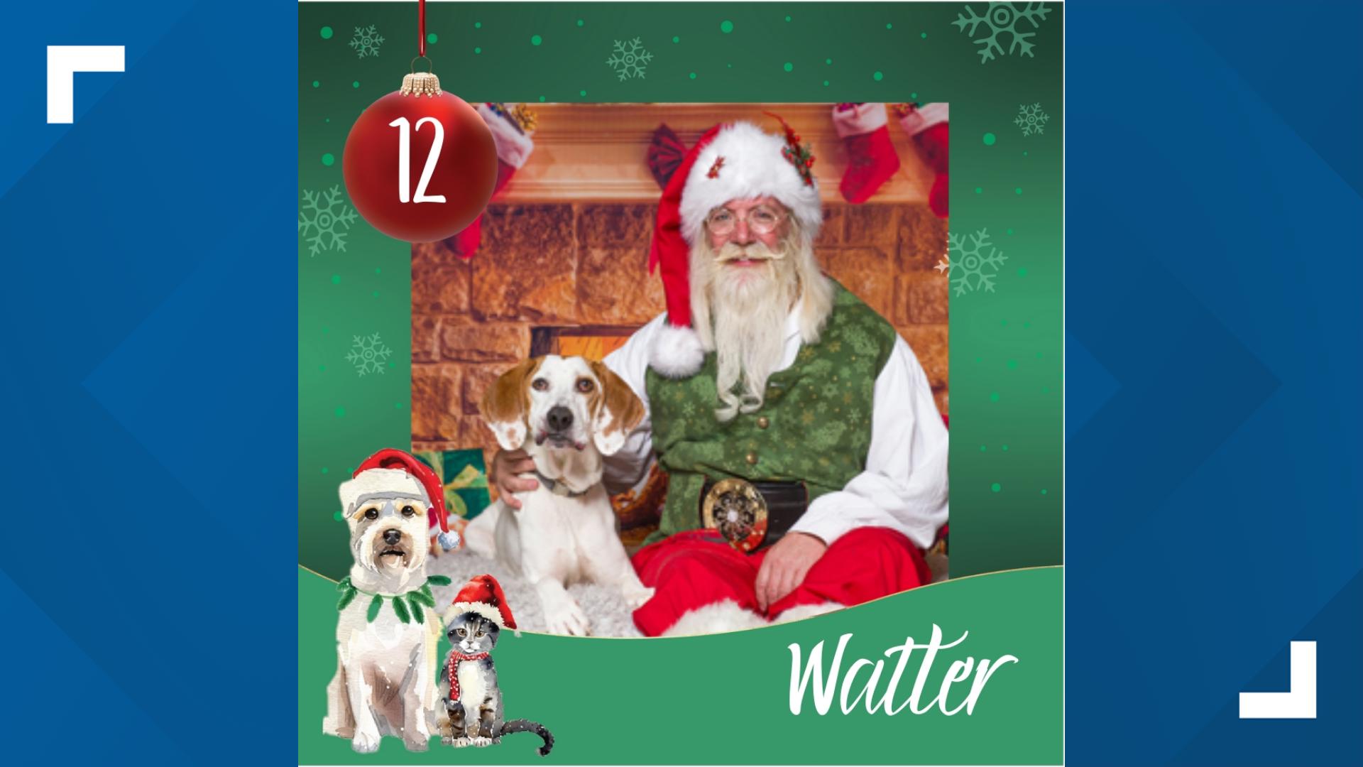 12 Strays of Christmas Meet Walter