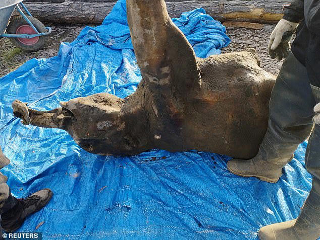 The 'incredible' remains were found this summer but only now announced by Russian scientists. The mammoth was 4ft tall at the withers, with a weight of around 180kg - or 28 stone, or almost 400lbs