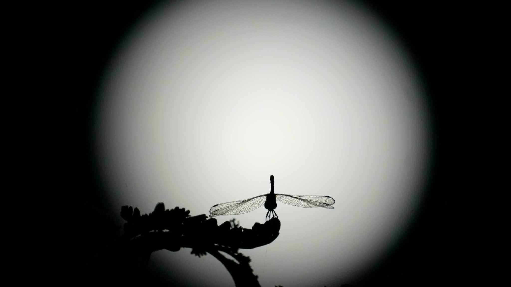 Mondkalender heute Haare schneiden, Gärtnern, Hausarbeit Wann passt