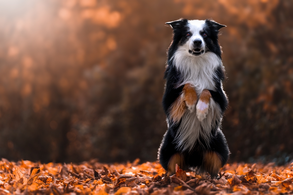 14 ‘Genius’ Dog Breeds With High IQs, According to Scientists