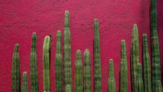 El vibrante rosa mexicano.