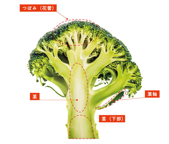 せき・喘息の抑制効果も！（c）監修：濱裕宣、赤石定典『完全版 その調理、9割の栄養捨ててます！』／世界文化社