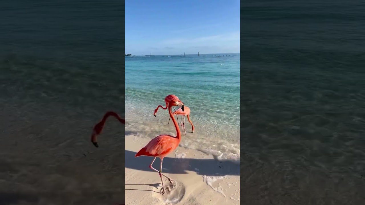 Pretty pink flamingos perform a quick and very graceful dance