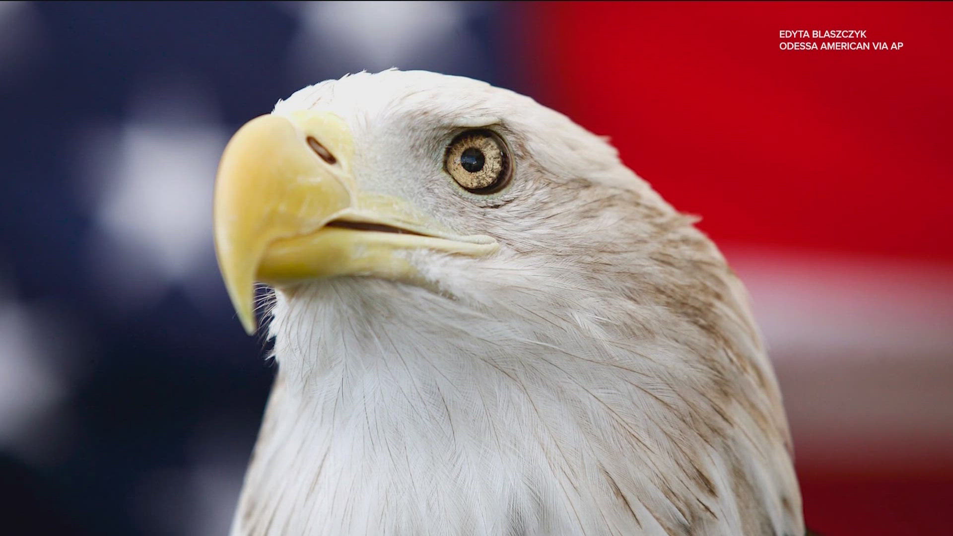 President Biden designates bald eagle as U.S. national bird