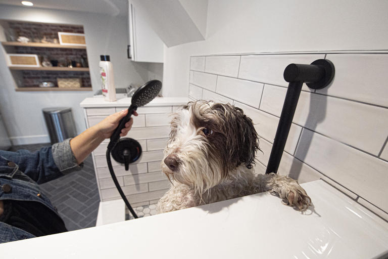 From Cat Condos To Doggie Spas, Here’s How Local Homeowners Are 