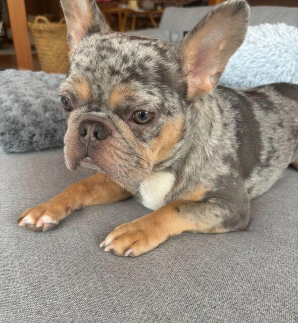 Gus the French bulldog