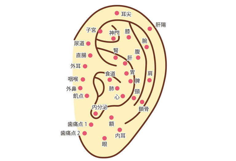 耳にはたくさんのツボがある イラストAC