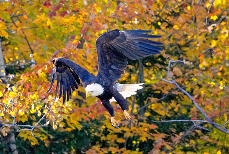 How to watch Minnesota's long-running EagleCam as it returns for the season