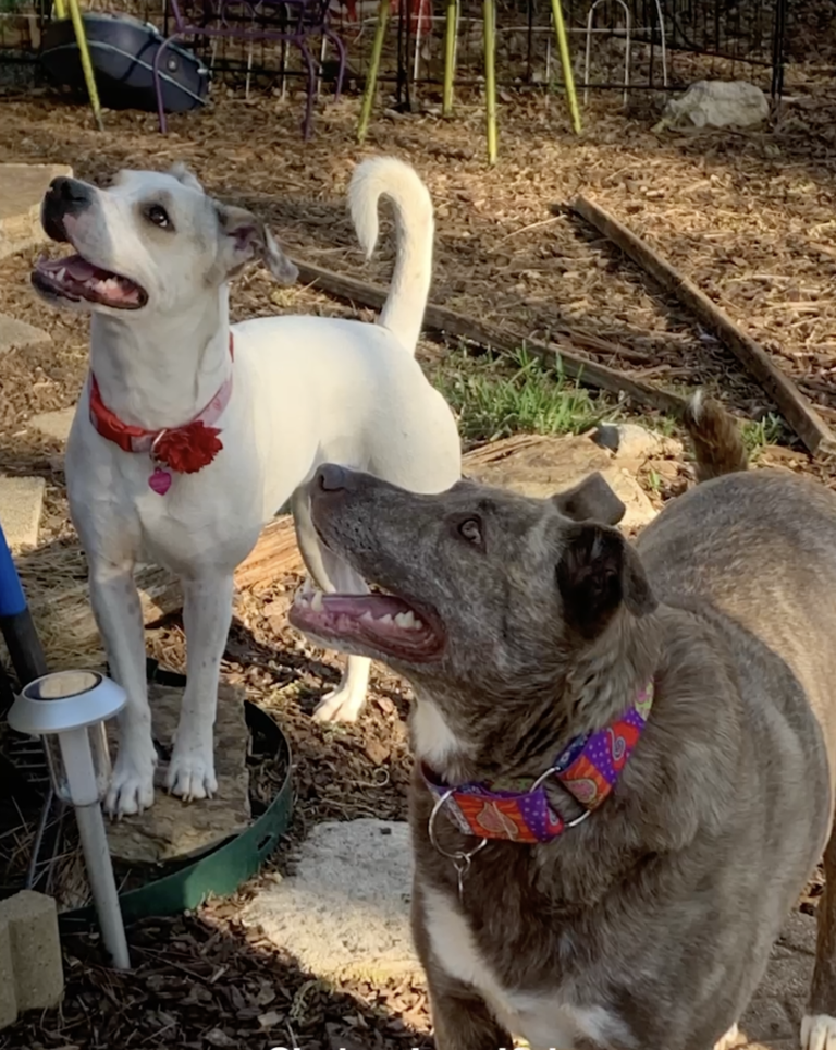 This dog was left to freeze but her rescue ended up saving two lives