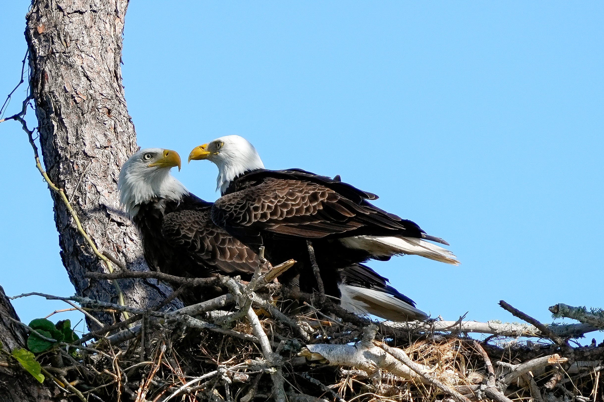 Bald Eagles In America See The Newly Recognized National Bird Of The Us