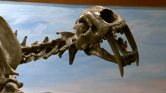 Prehistoric Palmetto State:' Did Saber-tooth tigers roam South Carolina?