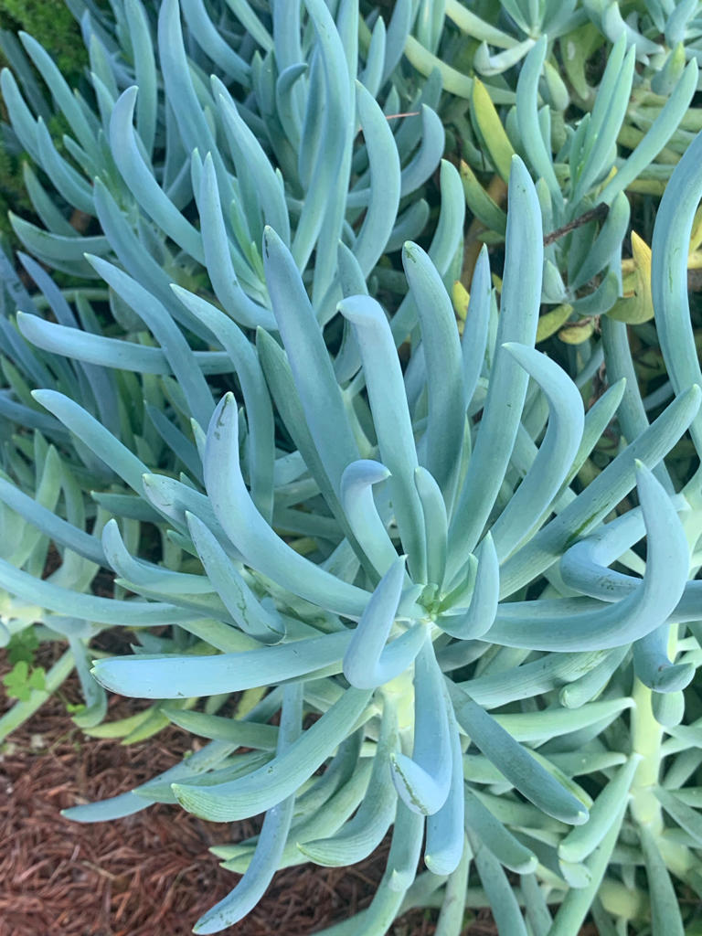 Tom Karwin, On Gardening 