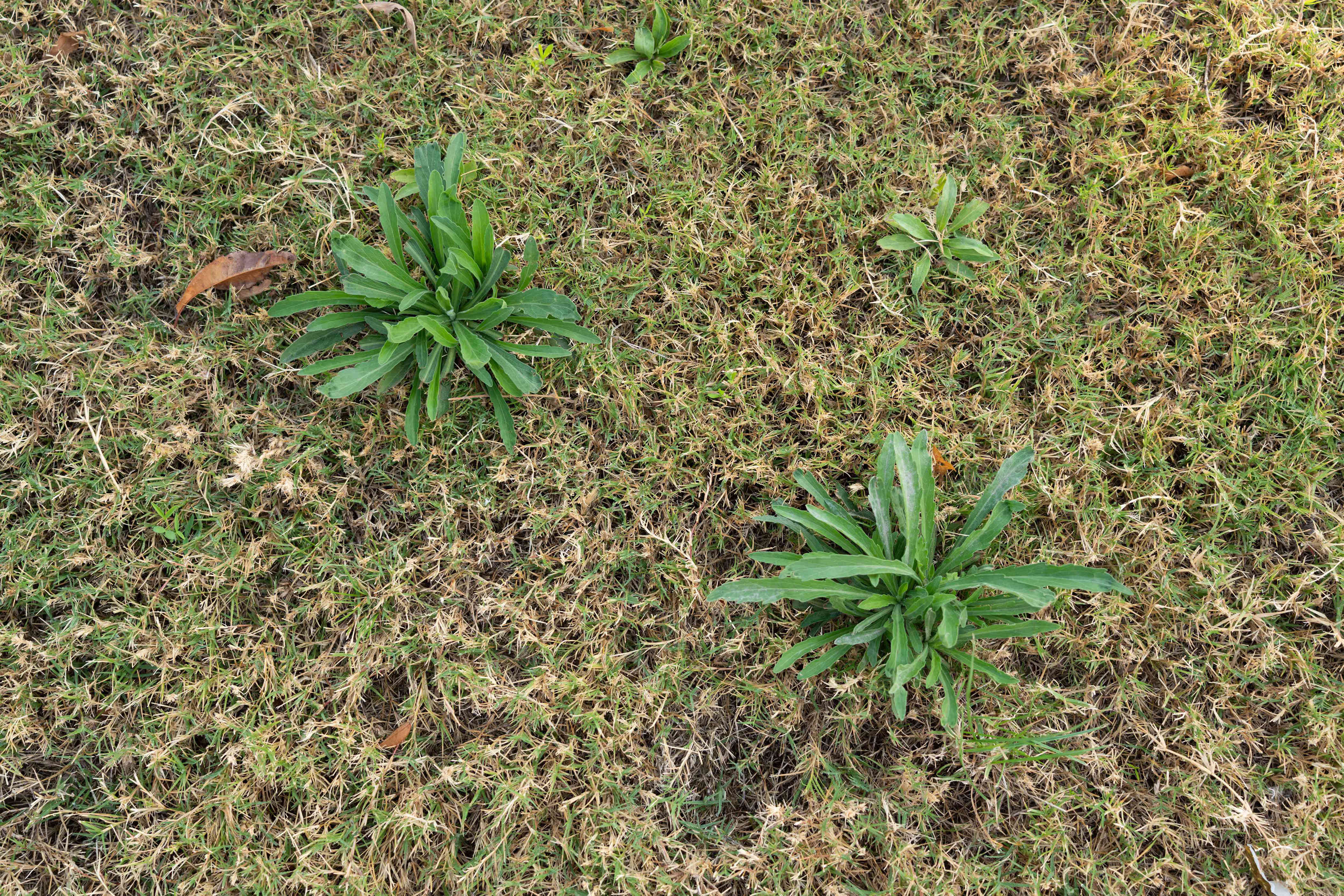 The Best Time To Apply Weed Killer To A Lawn, According To Experts