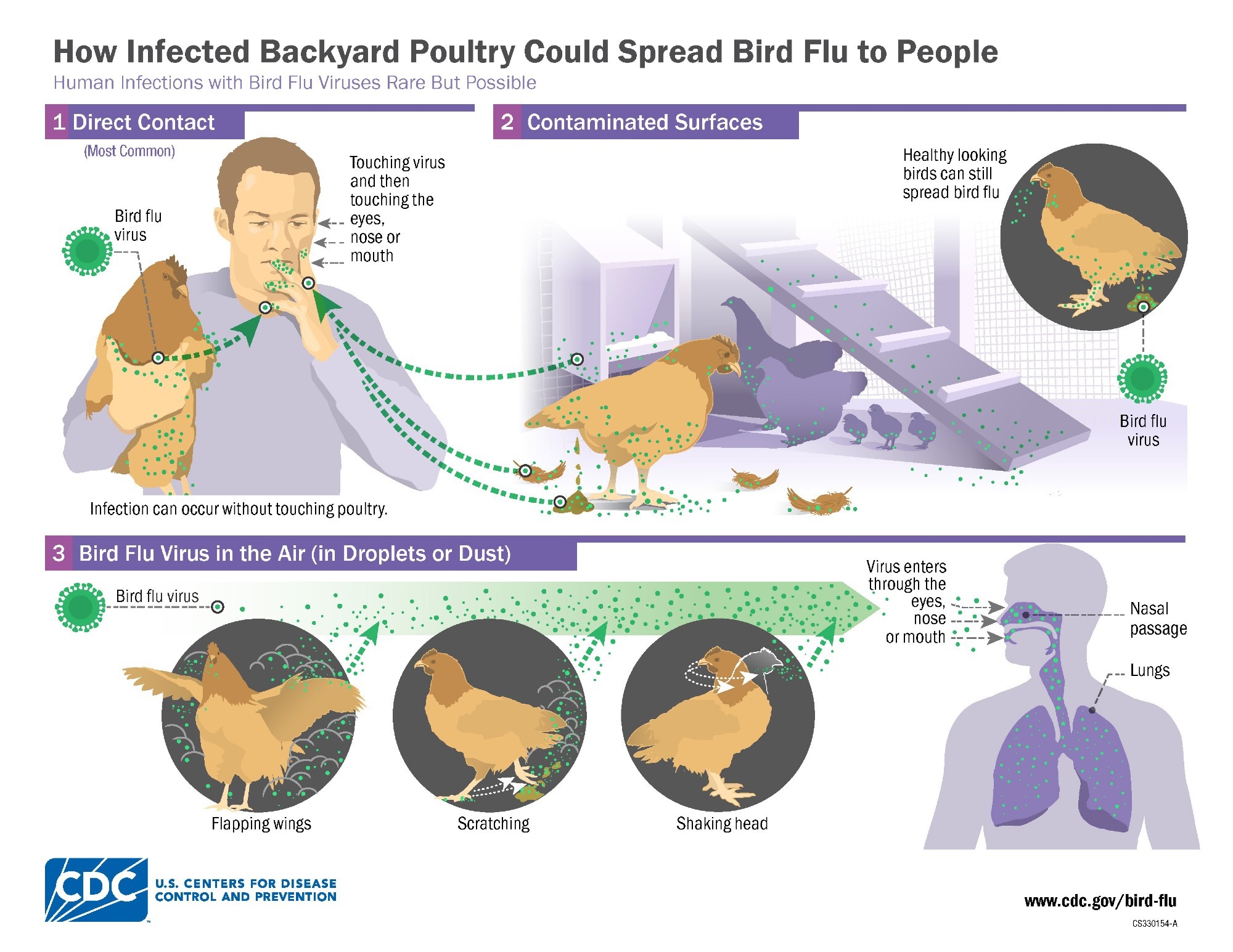 Human protein MxA restricts H5N1, but virus mutations raise alarms