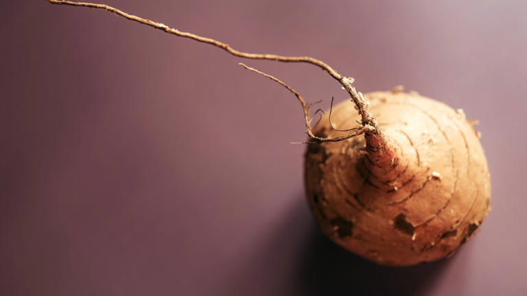 How To Grow Jicama – Why You Should Consider This Easy-to-grow, Low 