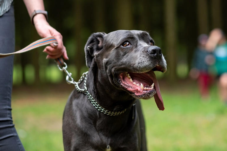 The cane corso can reach up to 50kg (Picture: Getty Images/iStockphoto)