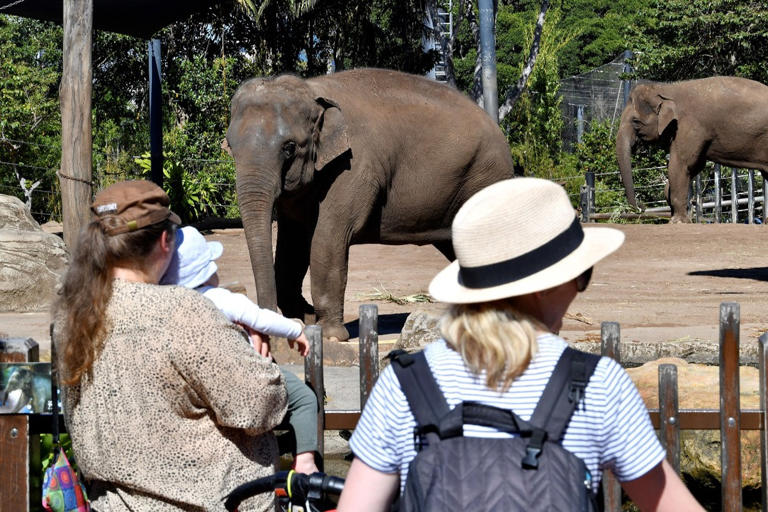 Elefante mata a turista española de 23 años que lo bañaba en santuario de  Tailandia