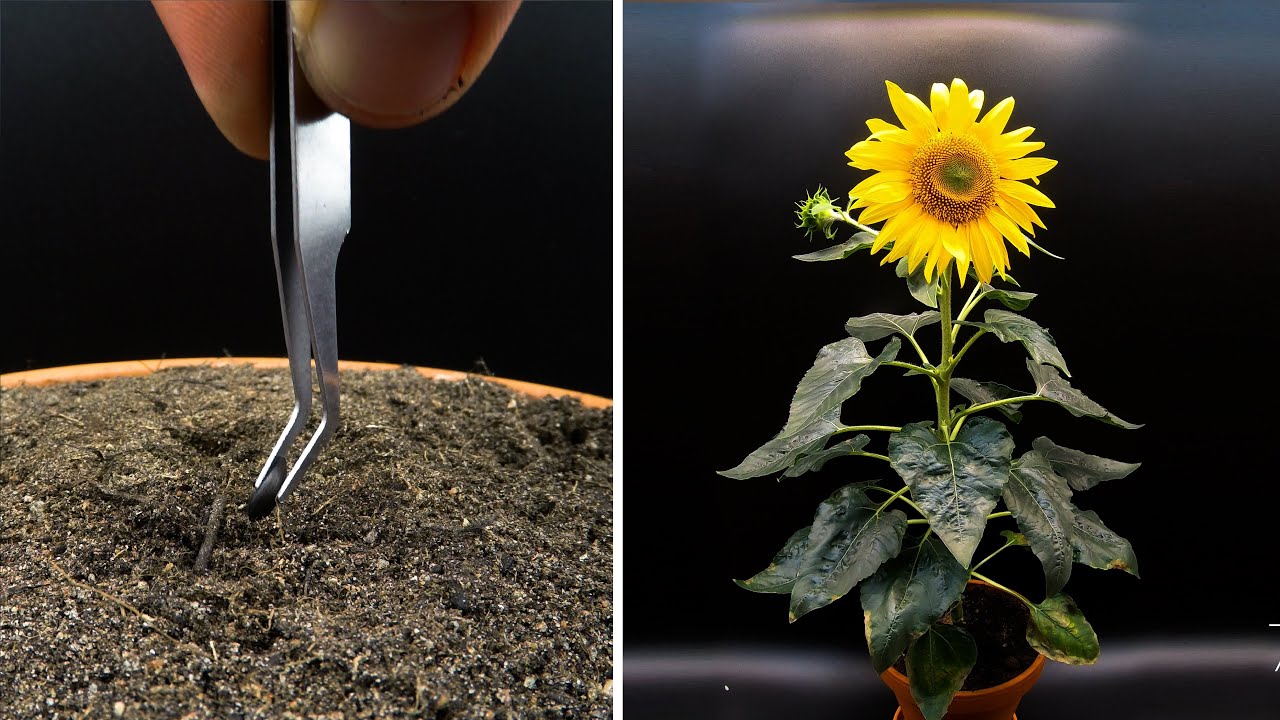 Growing Sunflower Time Lapse Seed To Flower In 83 Days