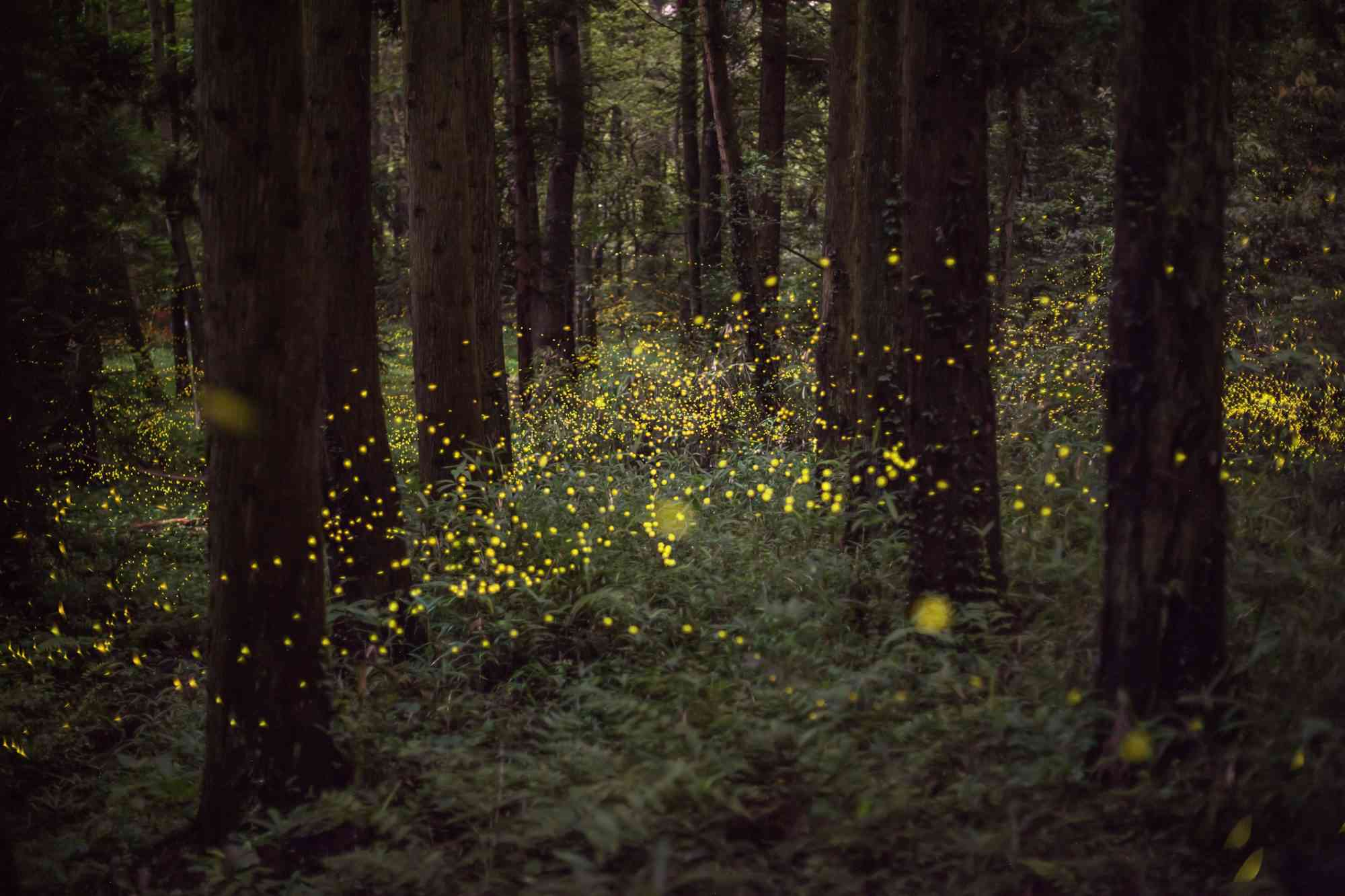 The real difference between lightning bugs and fireflies might surprise you