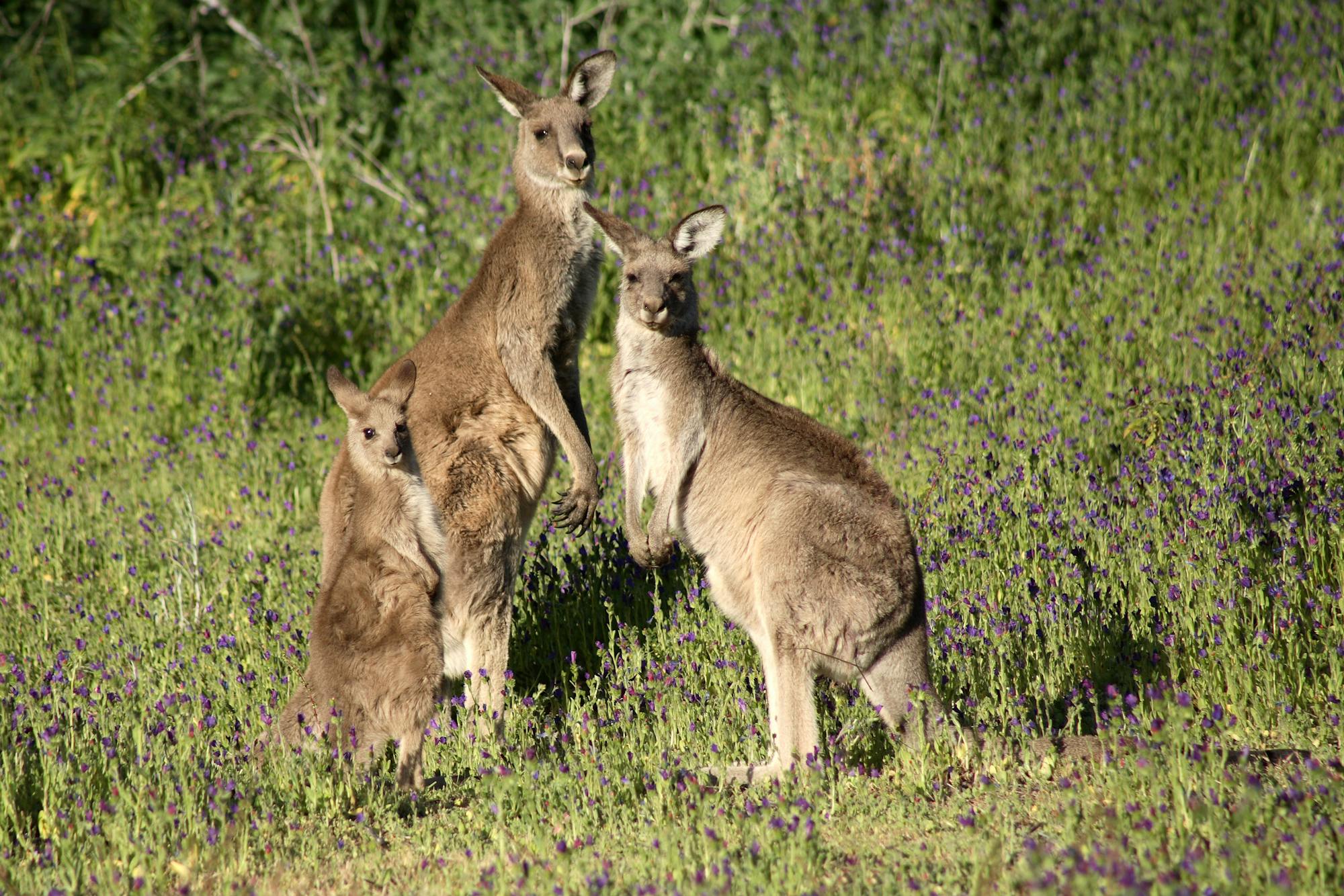 Fully recovering Australia’s threatened species would cost 25% of GDP. We can’t do it all at once – so let’s start here